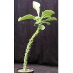 Monadenium spectabile 8-inch pots