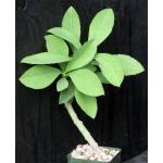 Monadenium echinulatum 4-inch pots