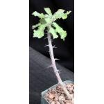 Monadenium elegans 5-inch pots