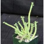 Monadenium ellenbeckii 4-inch pots
