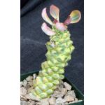 Monadenium guentheri (variegated) 4-inch pots