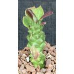 Monadenium guentheri (variegated) 4-inch pots