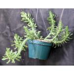 Monadenium heteropodum 8-inch pots