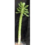 Monadenium kimberlayanum one-gallon pots