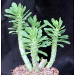 Monadenium lugardiae 8-inch pots