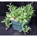Monadenium rhizophorum 8-inch pots