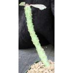 Monadenium ritchiei ssp. marsabitense 4-inch pots