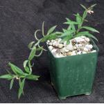 Monadenium rubellum 4-inch pots