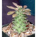 Monadenium schubei (purple stems) 4-inch pots