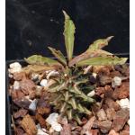 Monadenium schubei (purple stems) 5-inch pots