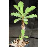 Monadenium spinescens 5-inch pots