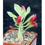 Monadenium stapelioides (variegated) 4-inch pots