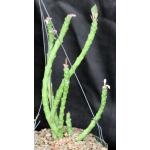 Monadenium stapelioides var. congestum 6-inch pots