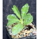 Monadenium torrei (seedling) 2-inch pots