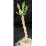 Monadenium torrei 4-inch pots
