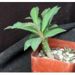 Monadenium echinulatum 4-inch pots