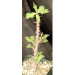Monadenium elegans 4-inch pots