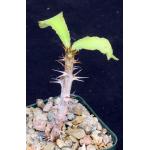 Monadenium elegans 3-inch pots