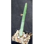 Monadenium gillettii 2-inch pots