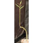 Monadenium invenustum var. angustum 4-inch pots