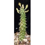 Monadenium renneyi 5-inch pots