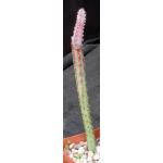 Monvillea spegazzinii 4-inch pots