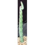 Monvillea spegazzinii one-gallon pots