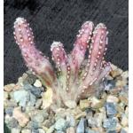 Monvillea spegazzinii (crest) 4-inch pots