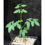 Moringa ovalifolia 5-inch pots