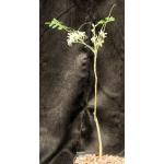 Moringa oleifera one-gallon pots