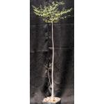 Moringa stenopetala one-gallon pots