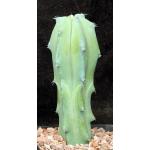 Myrtillocactus cochal one-gallon pots