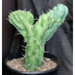 Myrtillocactus geometrizans (crest) 3-gallon pots