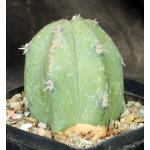 Myrtillocactus cochal one-gallon pots