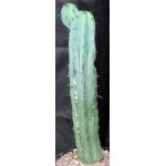 Myrtillocactus geometrizans 3-gallon pots