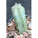 Myrtillocactus geometrizans 3-inch pots