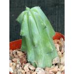 Myrtillocactus geometrizans 4-inch pots