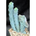 Myrtillocactus geometrizans (crest) 4-inch pots