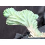 Myrtillocactus geometrizans (crest) 5-inch pots