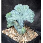 Myrtillocactus geometrizans (crest) one-gallon pots