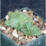 Myrtillocactus geometrizans (crest) 4-inch pots