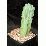 Myrtillocactus geometrizans (crest) one-gallon pots