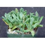 Nananthus margaritiferus 4-inch pots