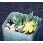 Nananthus margaritiferus 2-inch pots