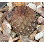 Neochilenia glabrescens 3-inch pots