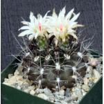 Neoporteria cachytayensis 4-inch pots
