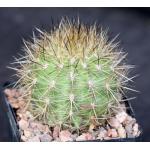 Neochilenia chilensis var. albidiflora 5-inch pots