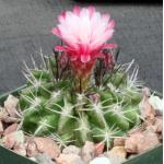 Neochilenia floccosa 4-inch pots