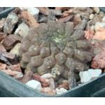 Neochilenia glabrescens 3-inch pots