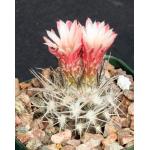 Neochilenia floccosa 4-inch pots